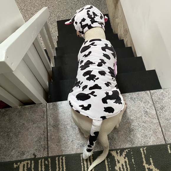 Adorable Doggie Costume - Picture 2 of 12